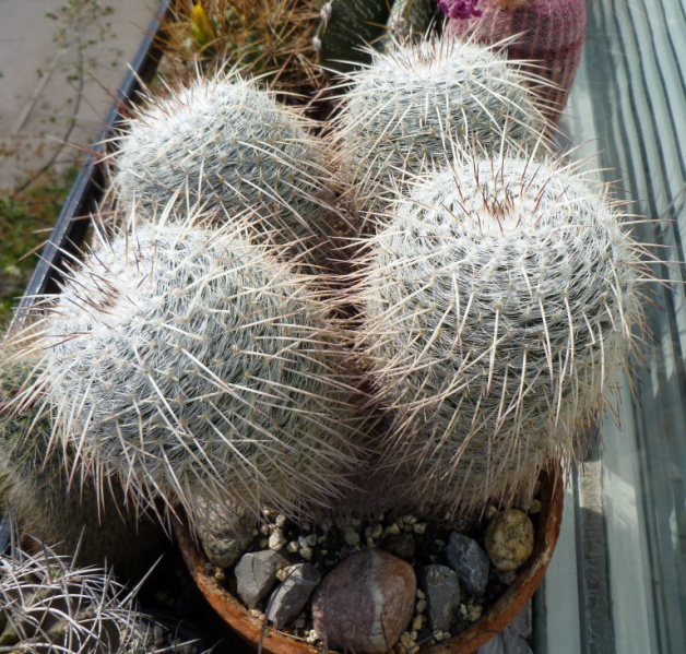 Файл:Mammillaria parkinsonii.jpg