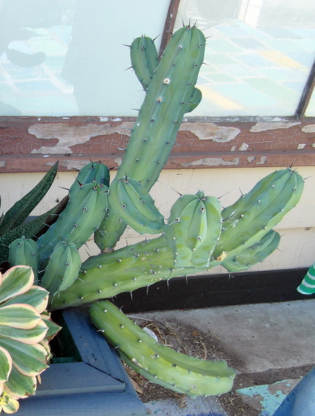 Файл:Myrtillocactus geometrizans 16.JPG