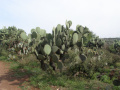 Opuntia streptacantha 0977.jpeg