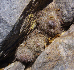 Parodia microsperma ssp. microsperma 484.jpeg