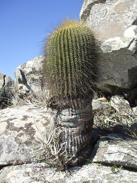 Файл:Parodia schumanniana ssp. schumanniana 1.jpg