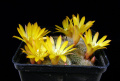 Rebutia fabrisii var. aureiflora