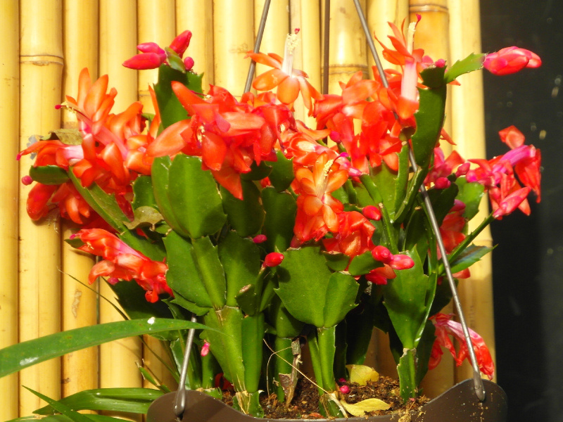 Файл:Schlumbergera truncata 21.JPG