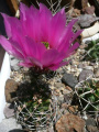 Echinocereus fendleri ssp. fendleri var. kuenzleri SB 353