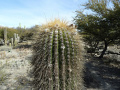 Echinopsis tarijensis ssp. bertramiana 1.JPG