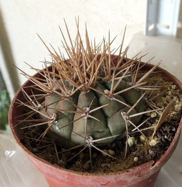 Файл:Gymnocalycium eurypleurum 4.jpg