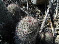 Mammillaria grahamii ssp. grahamii 61.JPG