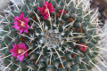 Mammillaria magnimamma b.jpg