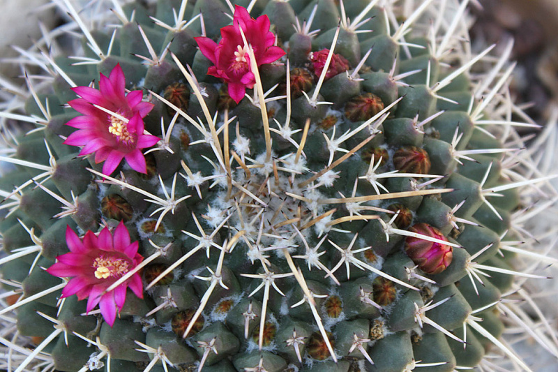 Файл:Mammillaria magnimamma b.jpg