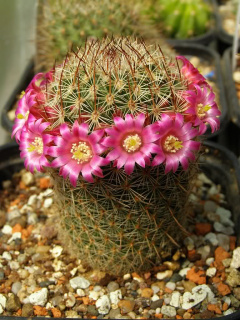 Mammillaria matudae.jpg