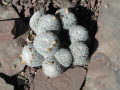 Mammillaria parkinsonii 6.JPG