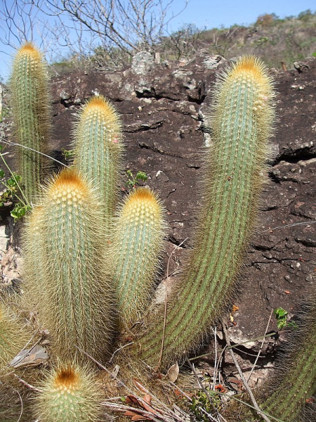 Файл:Micranthocereus auriazureus.JPG
