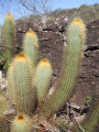 Micranthocereus auriazureus