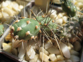 Opuntia fragilis BM5680 Smoerbloemst