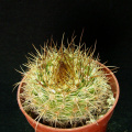 Parodia comarapana 1.jpg