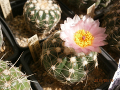 Parodia crassigibba 5.jpg