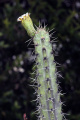 Pilosocereus tuberculatus