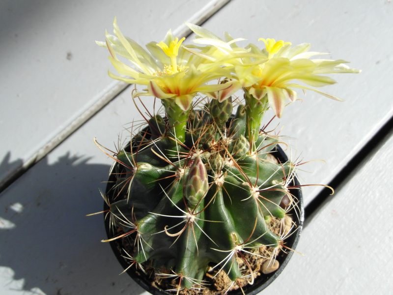 Файл:Thelocactus setispinus 1.JPG