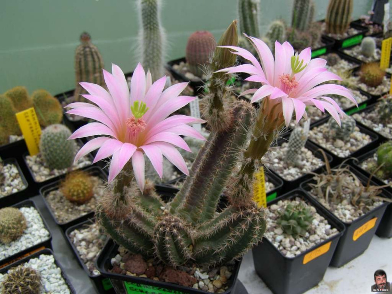 Файл:Echinocereus scheeri ssp. scheeri.jpg