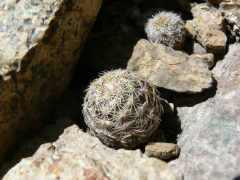 Echinocereus viridiflorus ssp. correllii.jpg