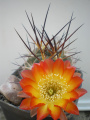 Echinopsis thionantha ssp. ferrarii 2.jpg