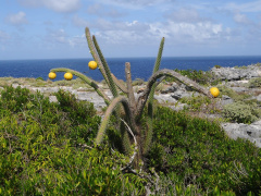 Harrisia portoricensis 0.jpg