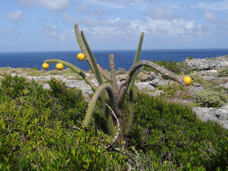 Файл:Harrisia portoricensis 0.jpg