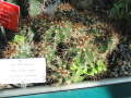 Melocactus neryi 2.JPG