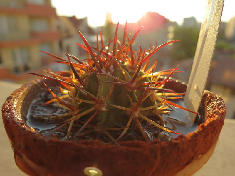 Файл:Melocactus violaceus ssp. violaceus.jpg