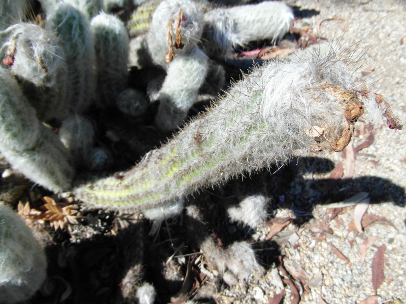 Файл:Oreocereus doelzianus ssp. sericatus 4.JPG