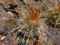 Parodia commutans 4.jpg