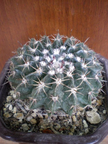 Файл:Parodia erinacea 3.jpg