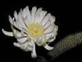 Peniocereus serpentinus