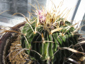 Stenocactus pentacanthus1.jpg