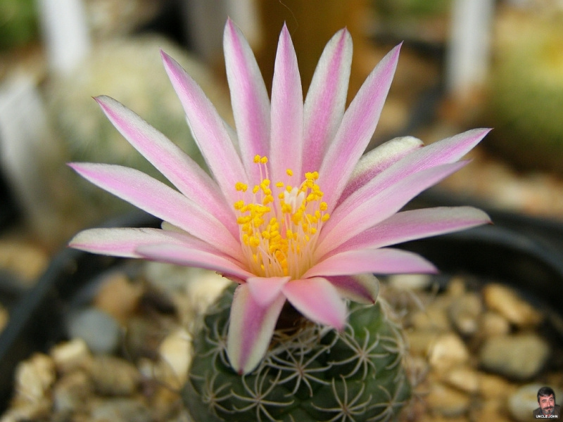 Файл:Turbinicarpus-pseudomacrochele-1.jpg