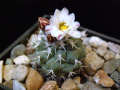 Turbinicarpus hoferi
