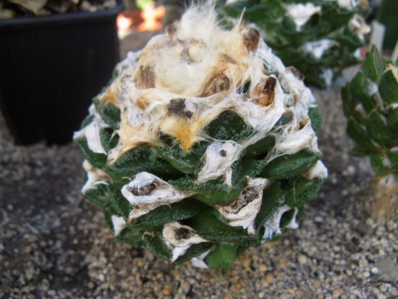 Файл:Ariocarpus bravoanus.jpg