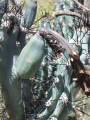 Cereus aethiops