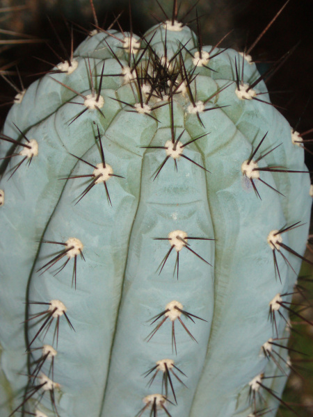 Файл:Cipocereus bradei.JPG