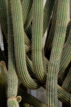 Cleistocactus luribayensis 02.jpg