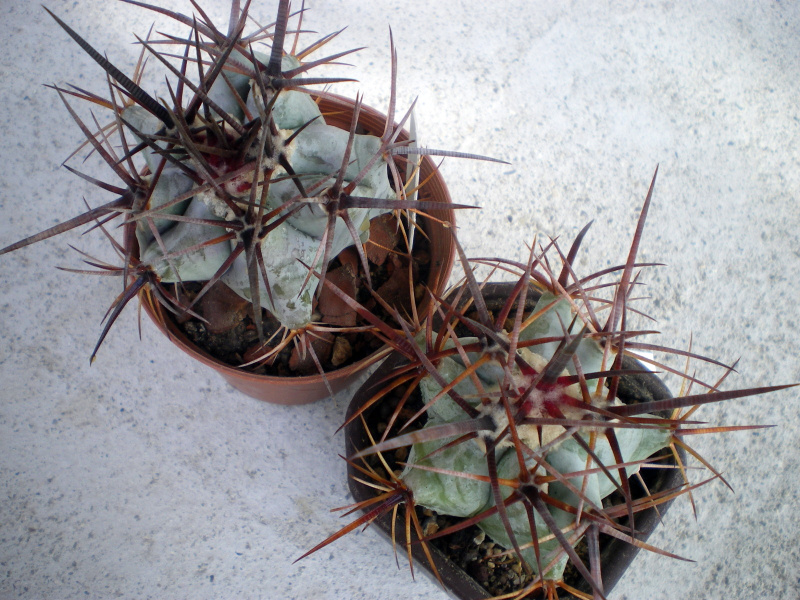 Файл:Echinocactus platyacanthus 2.jpg