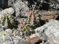 Echinocereus triglochidiatus ssp. triglochidiatus