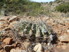 Echinopsis obrepanda 2.JPG