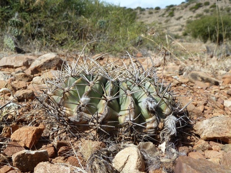 Файл:Echinopsis obrepanda 2.JPG