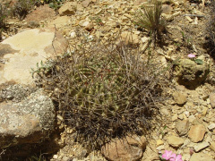 Echinopsis pugionacantha ssp. haemantha.jpg