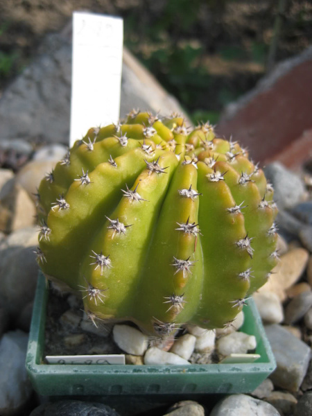 Файл:Echinopsis werdermannii 9.jpg