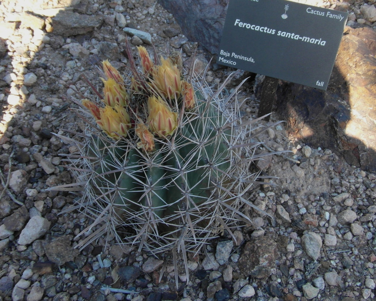 Файл:Ferocactus santa-maria 1.jpg