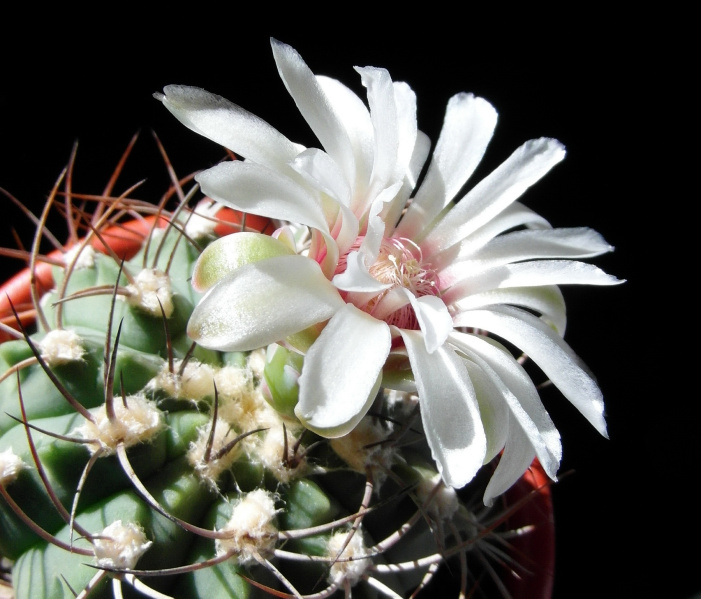 Файл:Gymnocalycium nigriareolatum 15.JPG