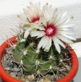 Gymnocalycium nigriareolatum