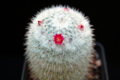 Mammillaria albilanata ssp. tegelbergiana 139.jpg